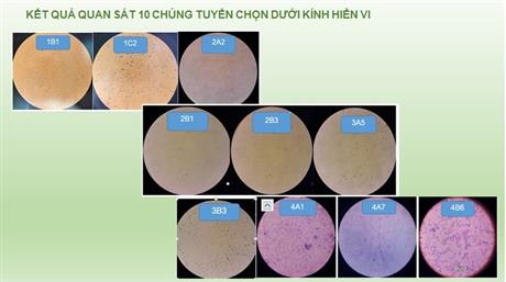 Techmart Công nghệ sinh học 2020: Chế phẩm vi sinh xử lý nước thải nhiễm mặn